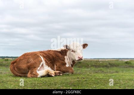 Piccolo vitello di bestiame di razza Hereford è adagiato sull'erba all'Engure Lake Nature Park, Lettonia. Gli animali aiutano a tenere il lago da troppo cresciuto. Foto Stock