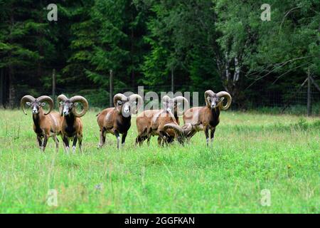 Cumberland Wildlife Park Grünau, Austria superiore, Austria. Mouflon (Ovis gmelini) Foto Stock