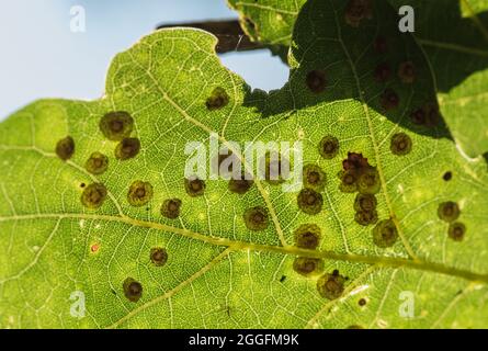 Comune Spangle Galls (Neuroterus quercusbaccarum) su foglia di quercia Foto Stock