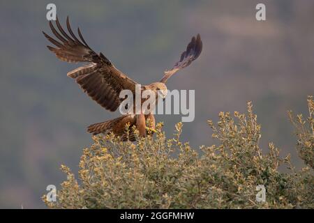 Un aquilone nero giovanile (Milvus migrans) che atterra in un albero. Foto Stock