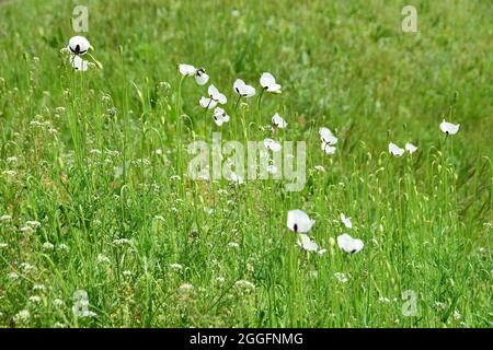 Papavero a testa lunga, Saat-Mohn, Papaver dubium albiflorum, bujdosó mák, Ungheria, Magyarország, Europa Foto Stock