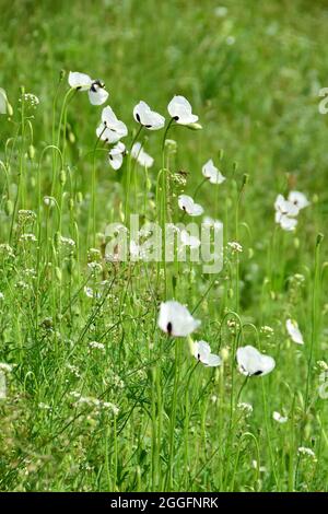 Papavero a testa lunga, Saat-Mohn, Papaver dubium albiflorum, bujdosó mák, Ungheria, Magyarország, Europa Foto Stock