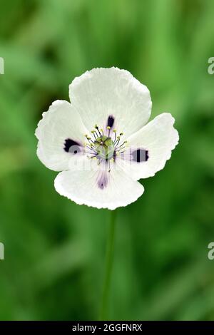 Papavero a testa lunga, Saat-Mohn, Papaver dubium albiflorum, bujdosó mák, Ungheria, Magyarország, Europa Foto Stock