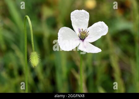 Papavero a testa lunga, Saat-Mohn, Papaver dubium albiflorum, bujdosó mák, Ungheria, Magyarország, Europa Foto Stock