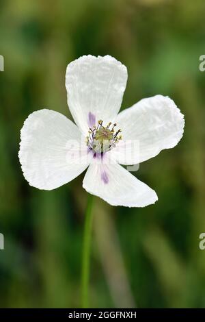 Papavero a testa lunga, Saat-Mohn, Papaver dubium albiflorum, bujdosó mák, Ungheria, Magyarország, Europa Foto Stock