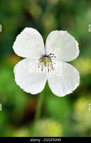 Papavero a testa lunga, Saat-Mohn, Papaver dubium albiflorum, bujdosó mák, Ungheria, Magyarország, Europa Foto Stock