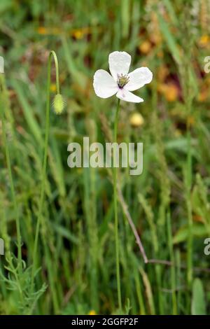 Papavero a testa lunga, Saat-Mohn, Papaver dubium albiflorum, bujdosó mák, Ungheria, Magyarország, Europa Foto Stock