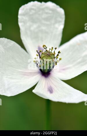 Papavero a testa lunga, Saat-Mohn, Papaver dubium albiflorum, bujdosó mák, Ungheria, Magyarország, Europa Foto Stock