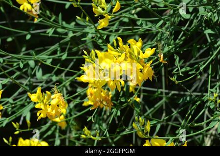 Scopa spagnola, scopa di corsa o scopa di tessitore, Pfriemenginster, spartier à tiges de jonc, Spartium junceum, jeneszter, Europa Foto Stock