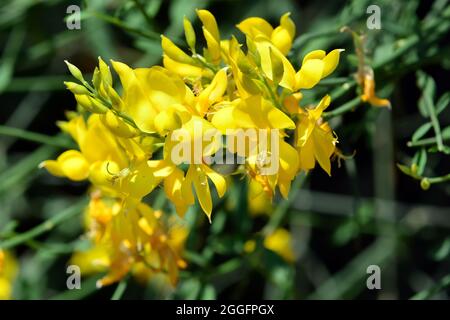 Scopa spagnola, scopa di corsa o scopa di tessitore, Pfriemenginster, spartier à tiges de jonc, Spartium junceum, jeneszter, Europa Foto Stock