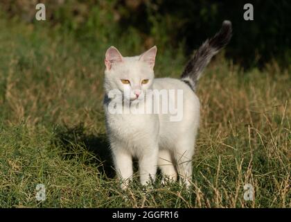 Un gatto domestico bianco con faccia seria si erge in erba Foto Stock