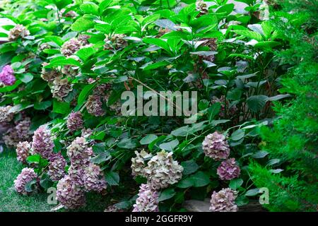 fiori di hydrangea multicolore in giardino, hortensia rosa Foto Stock