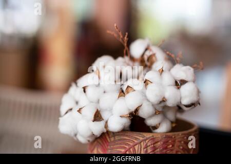 Un fascio di bolli in cotone in un vaso decorativo con uno sfondo sfocato. Foto di alta qualità Foto Stock