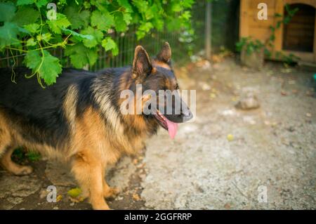 Il cane pastore tedesco 'Ajax' cerca di scoppiare la sua nuova palla e perché non riesce si arrabbia e grilla ad essa. Foto Stock