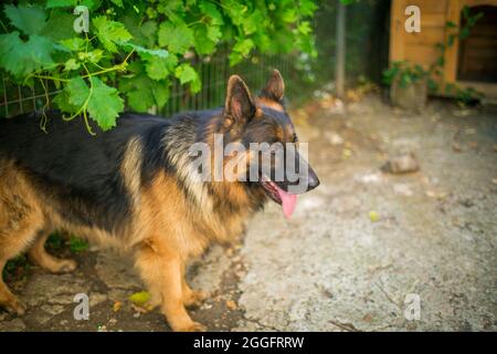 Il cane pastore tedesco 'Ajax' cerca di scoppiare la sua nuova palla e perché non riesce si arrabbia e grilla ad essa. Foto Stock