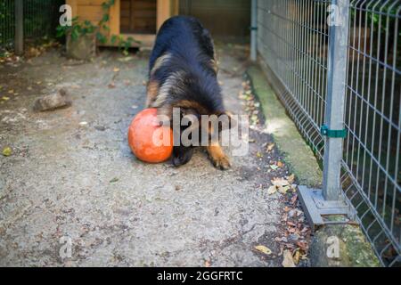 Il cane pastore tedesco 'Ajax' cerca di scoppiare la sua nuova palla e perché non riesce si arrabbia e grilla ad essa. Foto Stock