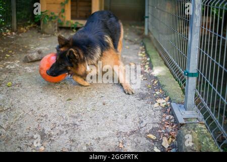 Il cane pastore tedesco 'Ajax' cerca di scoppiare la sua nuova palla e perché non riesce si arrabbia e grilla ad essa. Foto Stock