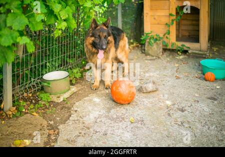 Il cane pastore tedesco 'Ajax' cerca di scoppiare la sua nuova palla e perché non riesce si arrabbia e grilla ad essa. Foto Stock