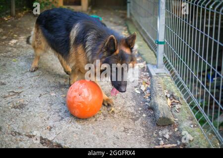 Il cane pastore tedesco 'Ajax' cerca di scoppiare la sua nuova palla e perché non riesce si arrabbia e grilla ad essa. Foto Stock