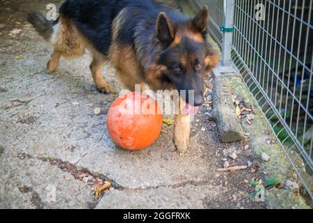 Il cane pastore tedesco 'Ajax' cerca di scoppiare la sua nuova palla e perché non riesce si arrabbia e grilla ad essa. Foto Stock