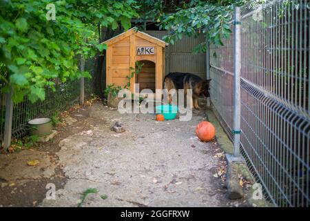 Il cane pastore tedesco 'Ajax' cerca di scoppiare la sua nuova palla e perché non riesce si arrabbia e grilla ad essa. Foto Stock