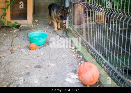 Il cane pastore tedesco 'Ajax' cerca di scoppiare la sua nuova palla e perché non riesce si arrabbia e grilla ad essa. Foto Stock