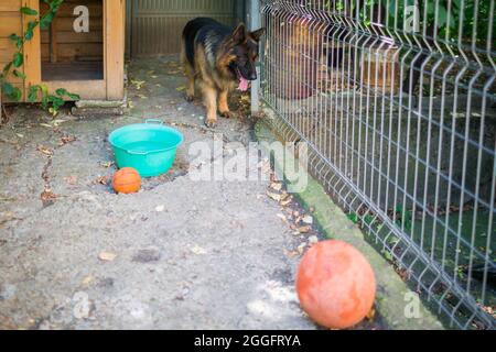 Il cane pastore tedesco 'Ajax' cerca di scoppiare la sua nuova palla e perché non riesce si arrabbia e grilla ad essa. Foto Stock