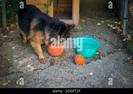 Il cane pastore tedesco 'Ajax' cerca di scoppiare la sua nuova palla e perché non riesce si arrabbia e grilla ad essa. Foto Stock