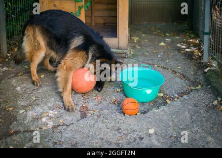 Il cane pastore tedesco 'Ajax' cerca di scoppiare la sua nuova palla e perché non riesce si arrabbia e grilla ad essa. Foto Stock