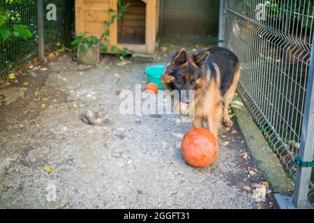 Il cane pastore tedesco 'Ajax' cerca di scoppiare la sua nuova palla e perché non riesce si arrabbia e grilla ad essa. Foto Stock