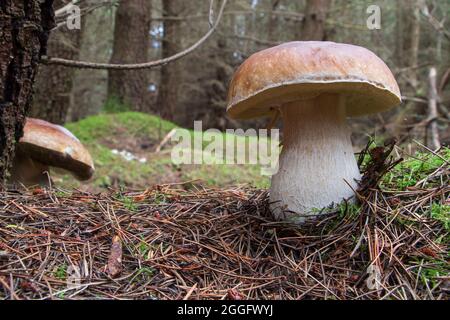 CEP aka penny bun o funghi porcini che crescono selvaggi sul fondo della foresta. A volte chiamato re dei funghi per il loro grande sapore. Foto Stock