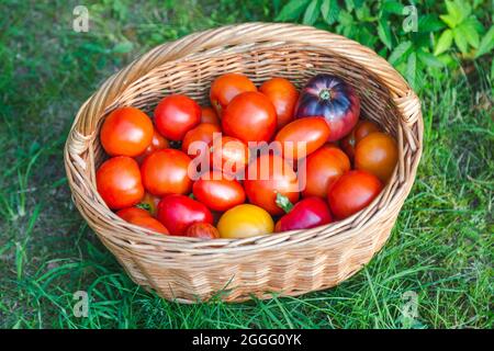 Cestino di pomodori e peperoni dolci. Stagione di raccolta. Ortaggi naturali biologici dalla fattoria. Foto Stock