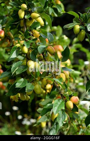 Il frutto appeso della mela granchio john Downie. Foto Stock