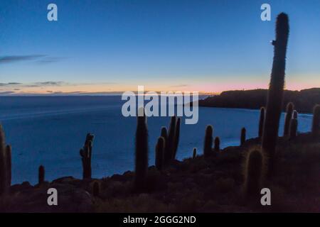 Mattina presto su Isla Incahuasi (Isla del Pescado) in Salar de Uyuni piatto di sale con Trichoreus cactus, Bolivia Foto Stock