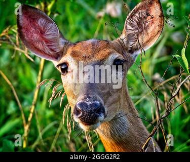 Cervi di Whitetail Foto Stock