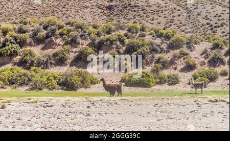 Lamas (alpaca) nella zona di Aguanapampa all'Altiplano boliviano Foto Stock