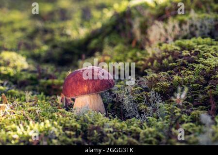 Singolo fungo Boletus pinophilus, comunemente noto come il bolete di pino o pineta re bolete che cresce nella foresta tra muschio verde in giornata di sole Foto Stock
