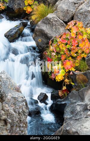 Il fiume McCloud a Shasta-Trinity National Forest California passa accanto a un gruppo di piante di orecchie di elefante colorate in autunno mentre il fiume si tuffa sulle rocce Foto Stock