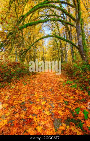 Un sentiero conduce attraverso i boschi in autunno. Le foglie cadute coprono il sentiero in un giallo e arancione vivido mentre passa lungo la valle di Snoqualmie, WA Foto Stock