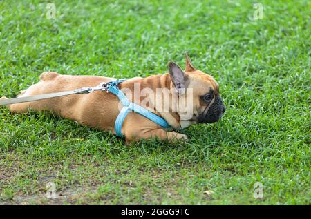 Divertente bulldog francese cucciolo fuori. Adorabile bulldog arancione in imbracatura blu nel parco sull'erba. Foto Stock