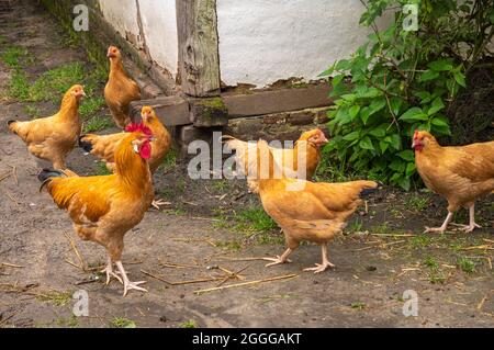 Genk, Belgio - 11 agosto 2021: Domein Bokrijk. Primo piano di gallo marrone-piume e il suo harem di galline sul cortile della fattoria. Foto Stock