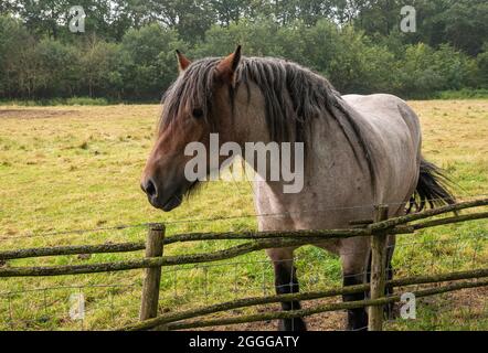 Genk, Belgio - 11 agosto 2021: Domein Bokrijk. Primo piano di cavallo da lavoro belga colorato ruggito sul pascolo dietro la recinzione. Foto Stock