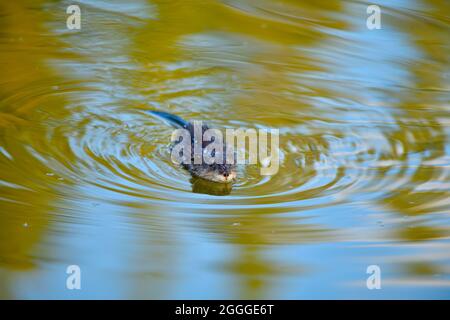 Un giovane muskrat 'Ondatra zibethicus', nuotando in uno stagno poco profondo di acqua nella campagna Alberta Canada. Foto Stock