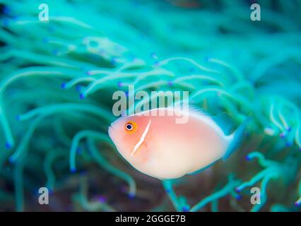 I pesci pagliaccio vivono in anemone marino sbiancato Foto Stock