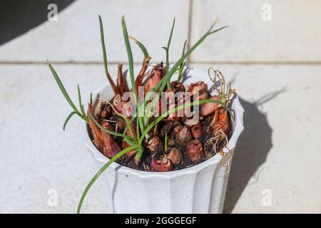 Bulbi di cipolla germinati piantati in vaso di fiori Foto Stock