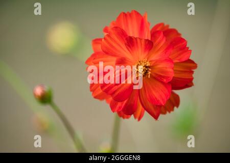 Primo piano di un luminoso fiore di cosmo arancione in un giardino. Foto Stock