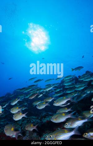 Colazione a strisce con occhi grandi Foto Stock