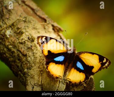 farfalla su seduta su un ramo di albero. farfalla gialla pansy (junonia hierta) Foto Stock