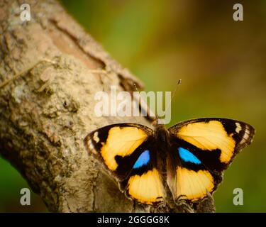 primo piano della bella farfalla. farfalla gialla (junonia hierta) Foto Stock