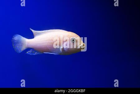 pesce acquario bianco e giallo chiaro su sfondo blu Foto Stock